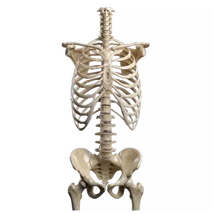 Medicina del dolor - Columna, huesos y articulaciones